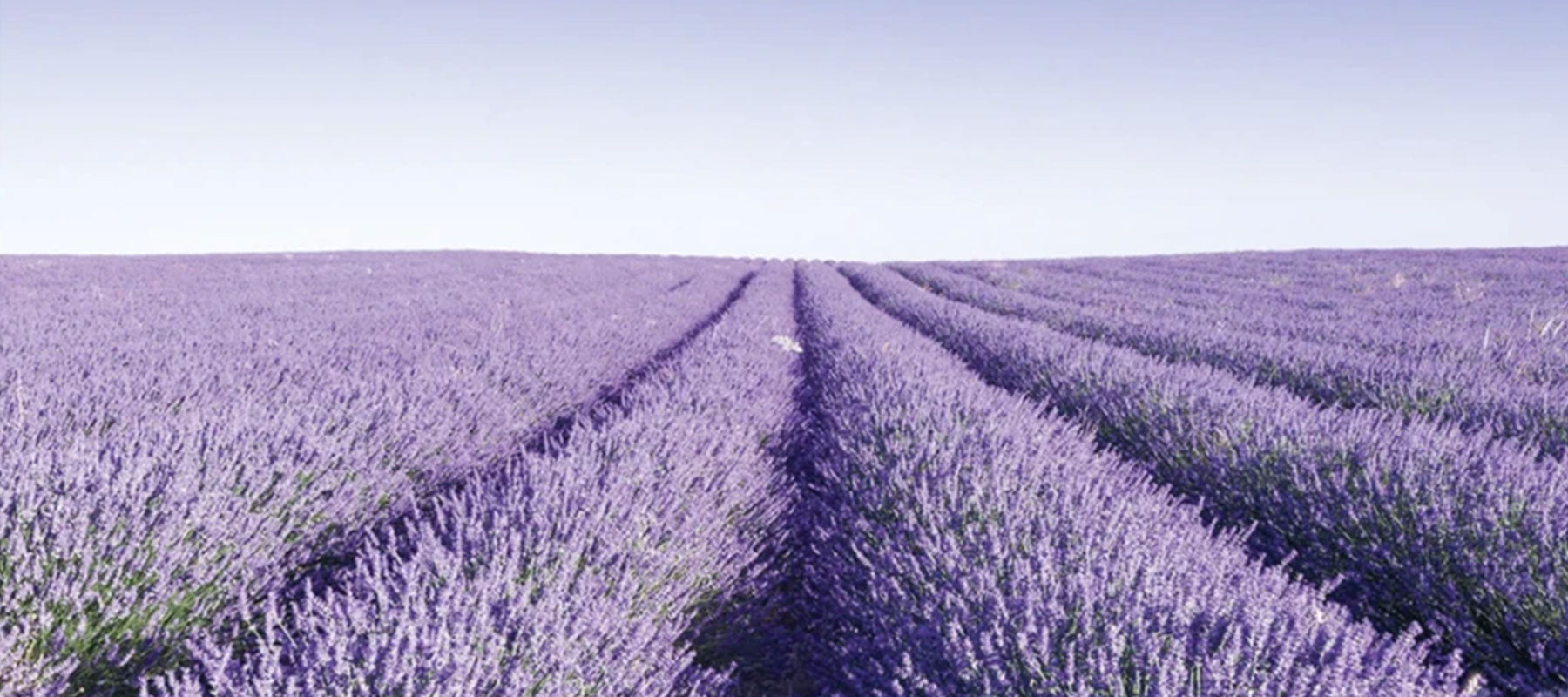 Enjoy Laundry Inspired by Mother Nature & French Lavender Fields!