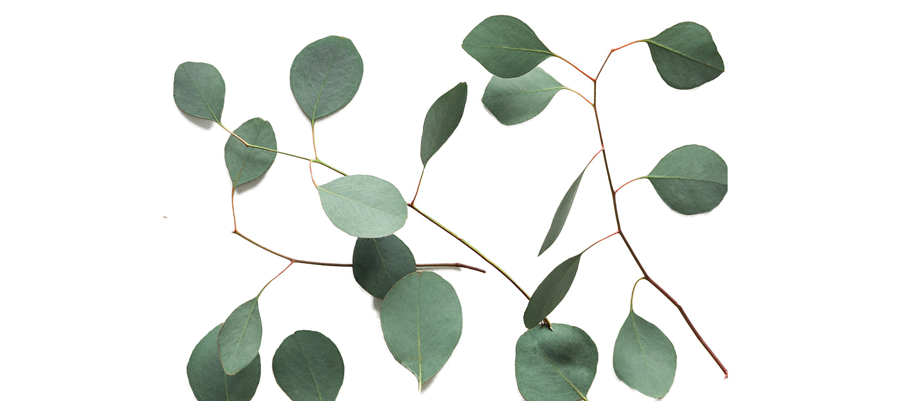 Eucalyptus  Radiata