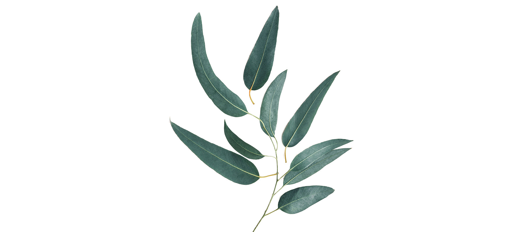 Eucalyptus Blue Mallee