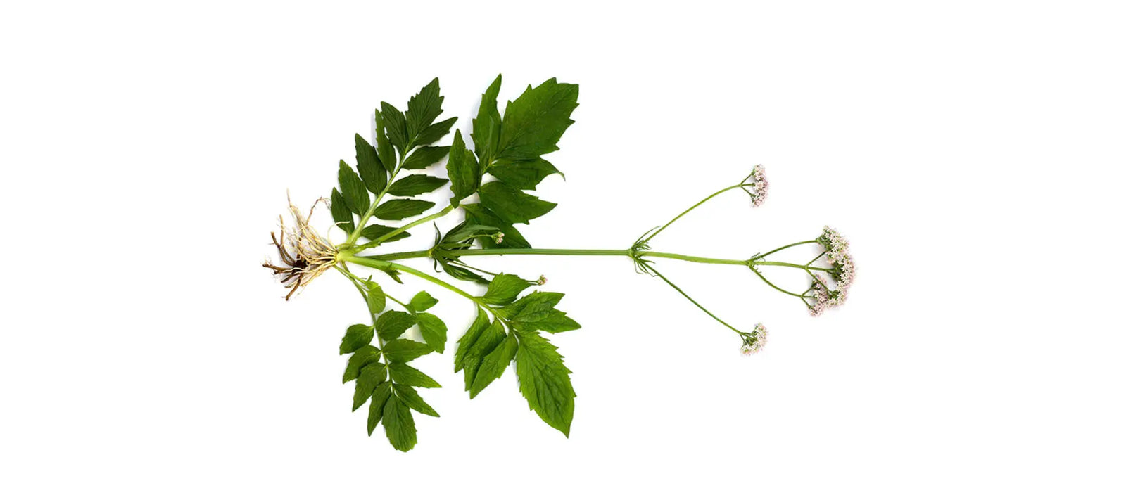 Valarian Root