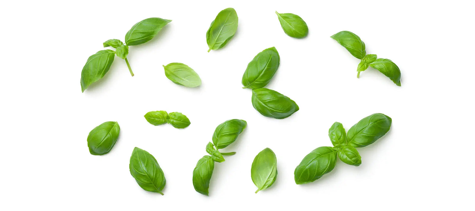 Basil