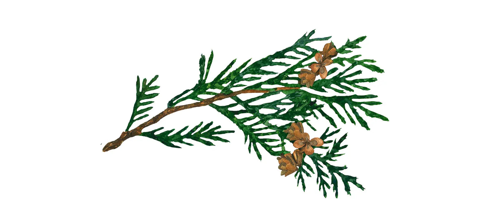 Cedarwood