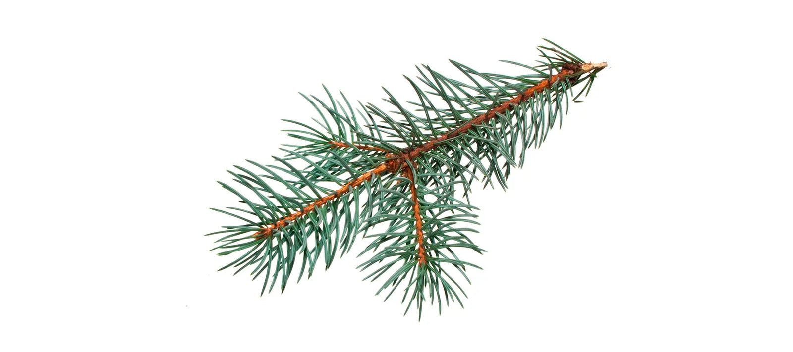 Black Spruce