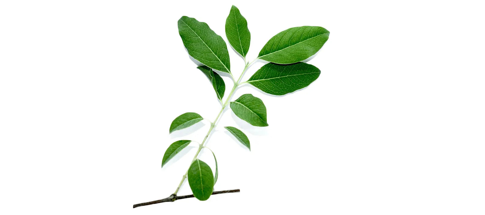 Sandalwood