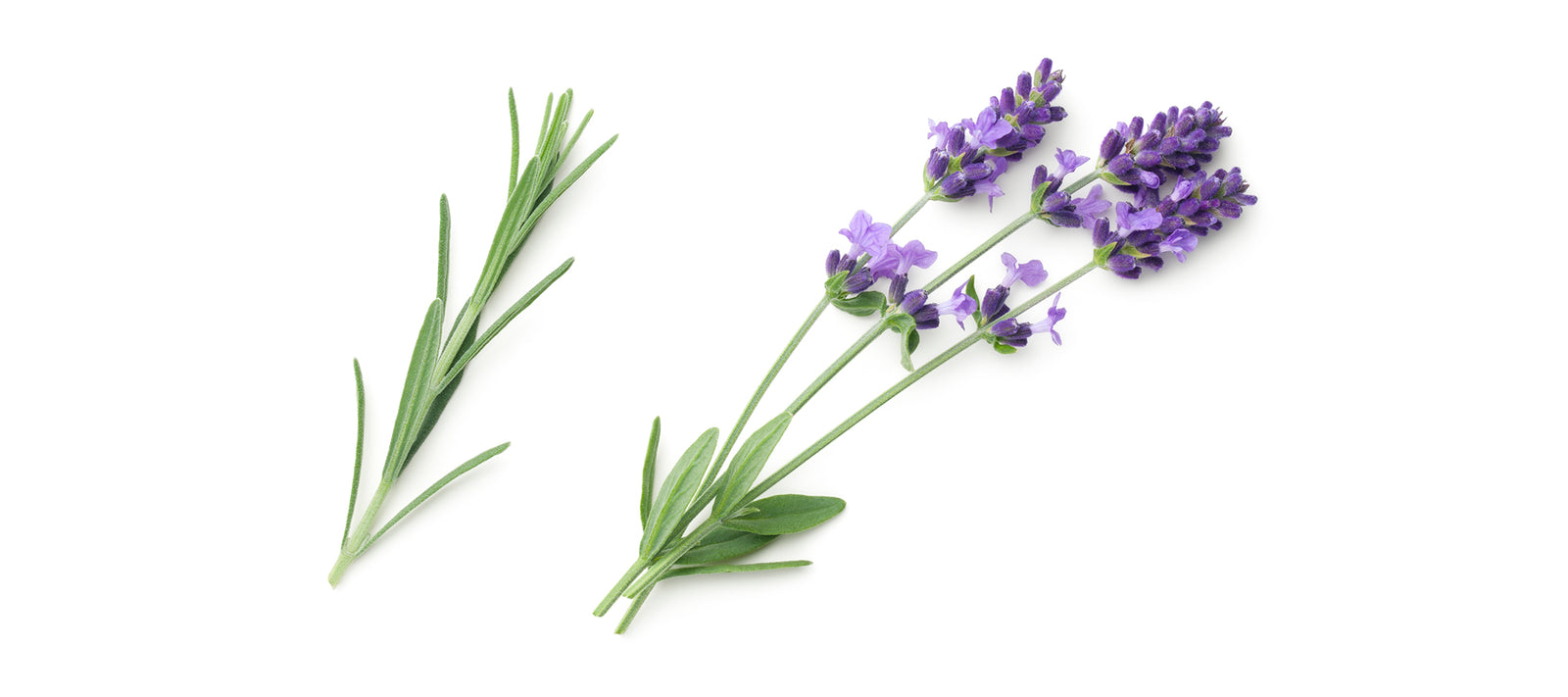 CAMPO Beauty Ingredient Farm of Lavender