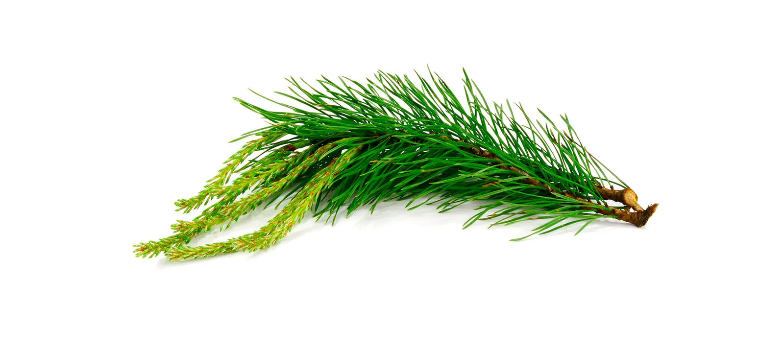 Pine Scotch