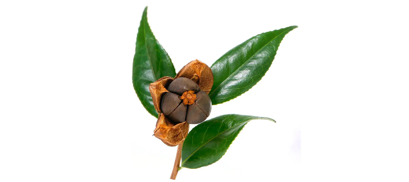 Camellia Seed