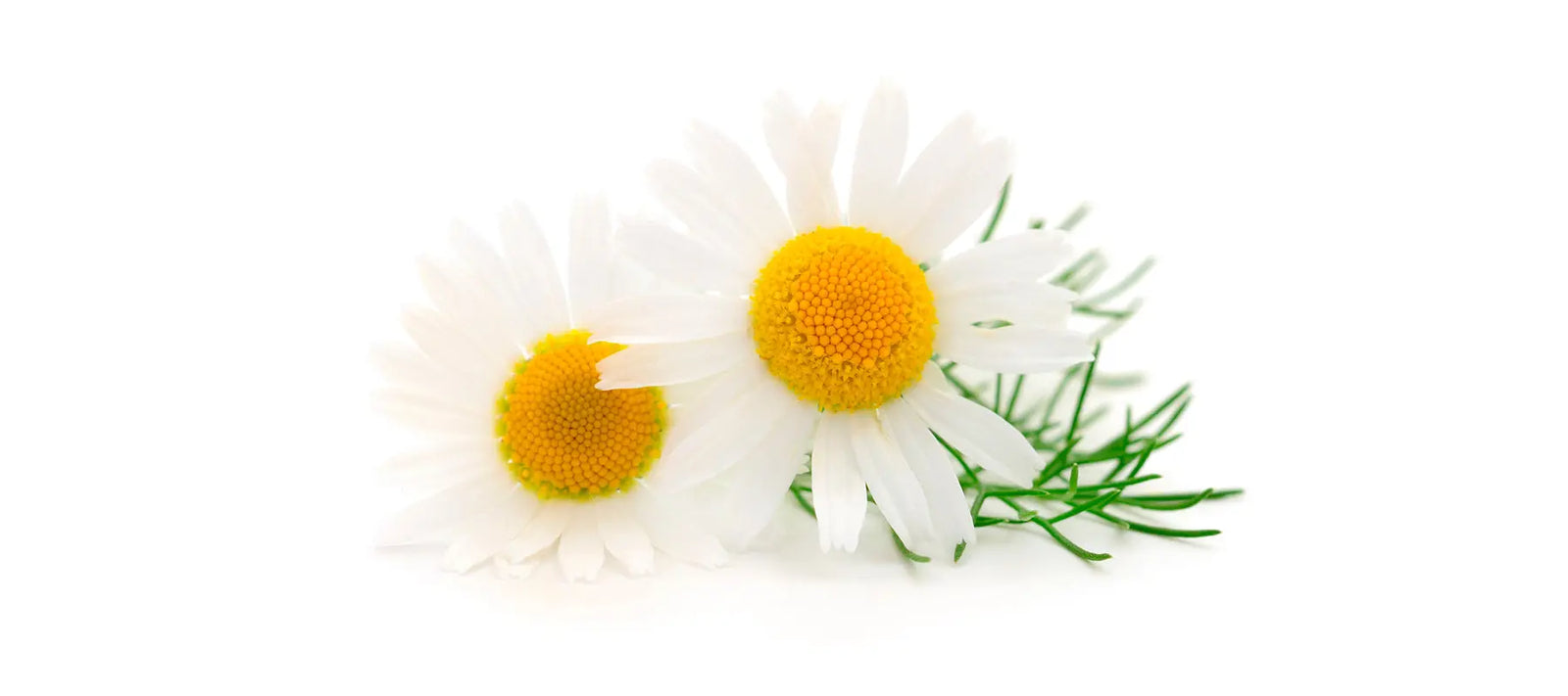 Roman Chamomile
