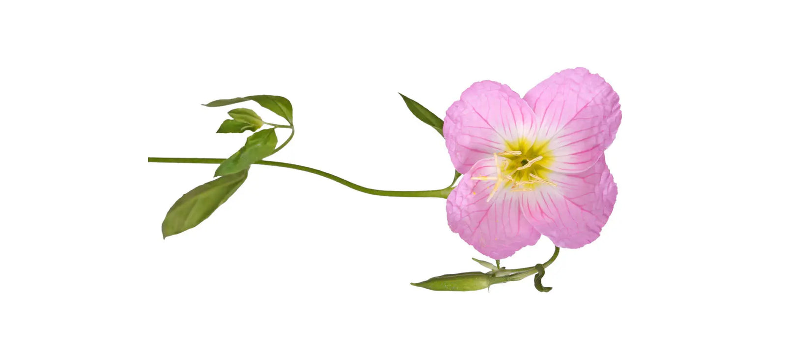 Evening Primrose
