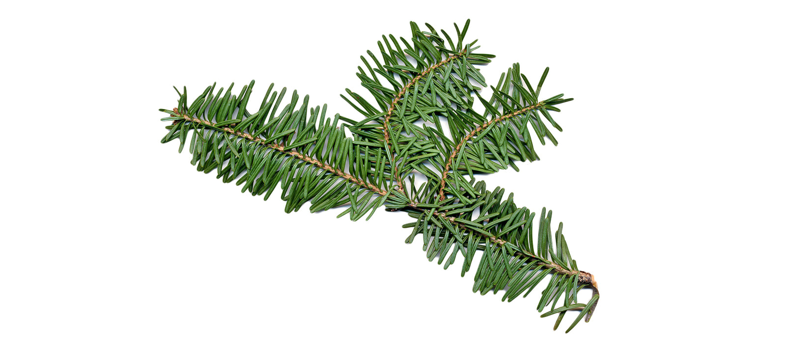 Fir Balsam