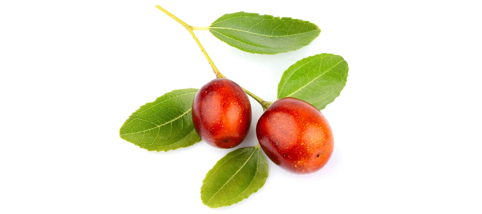 Jojoba
