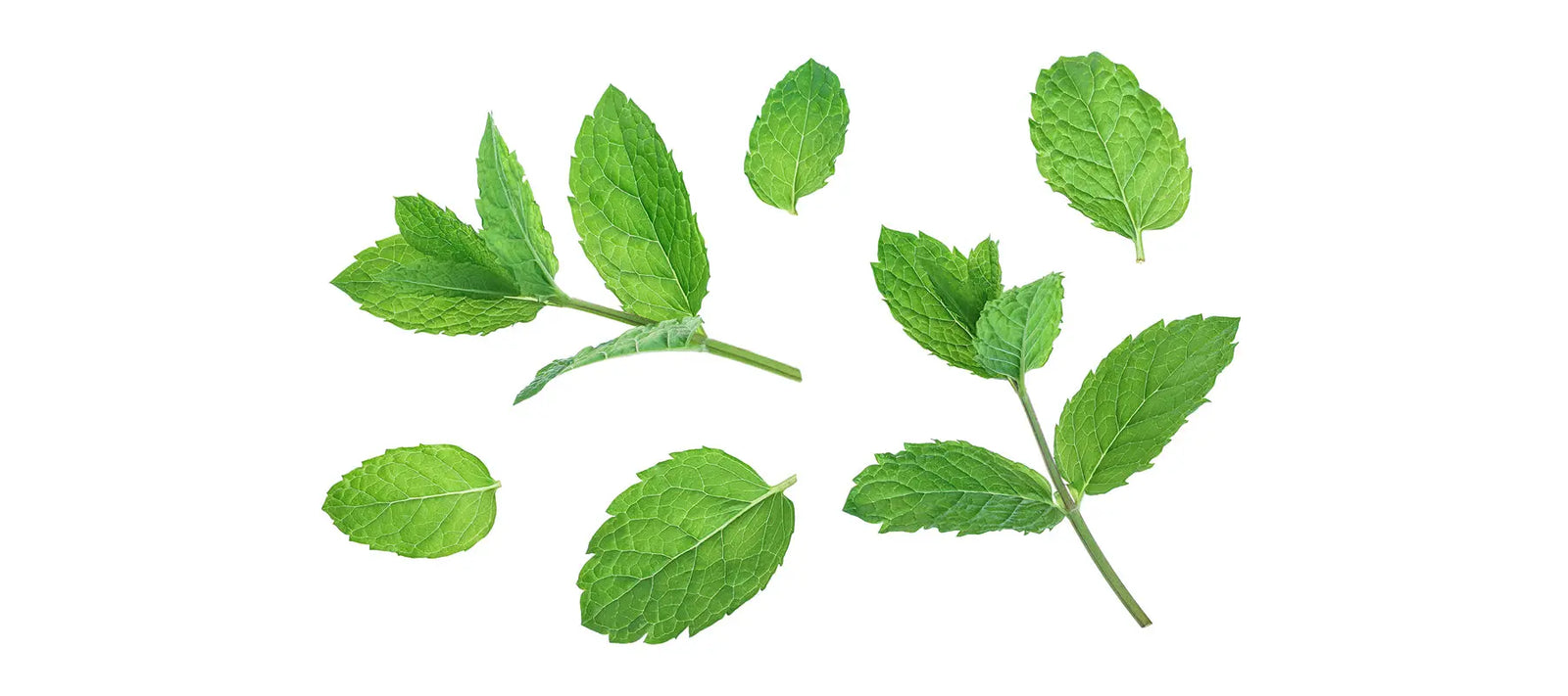 Peppermint
