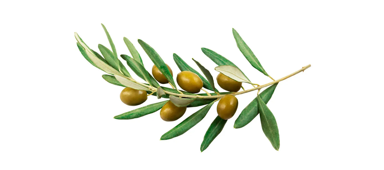 Olive Oil