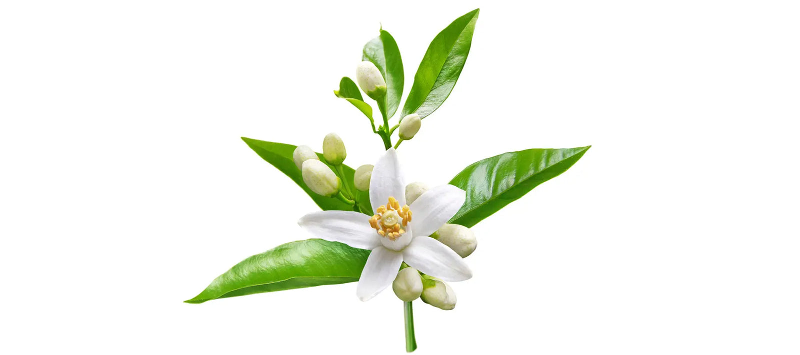Neroli