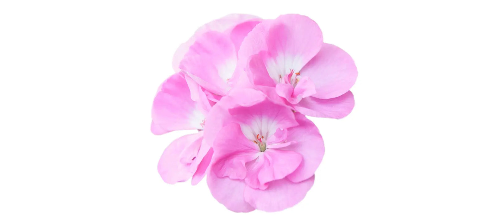 Rose Geranium