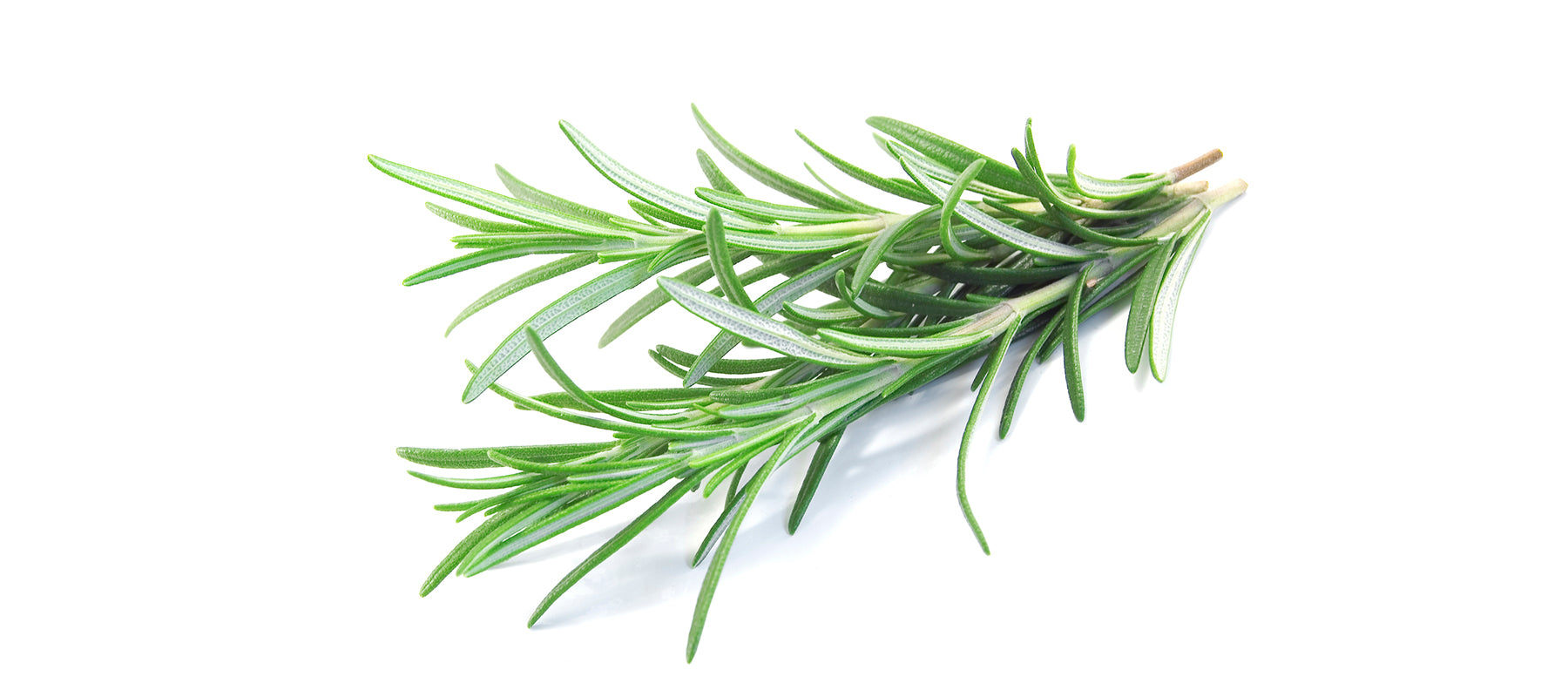 Rosemary - CAMPO