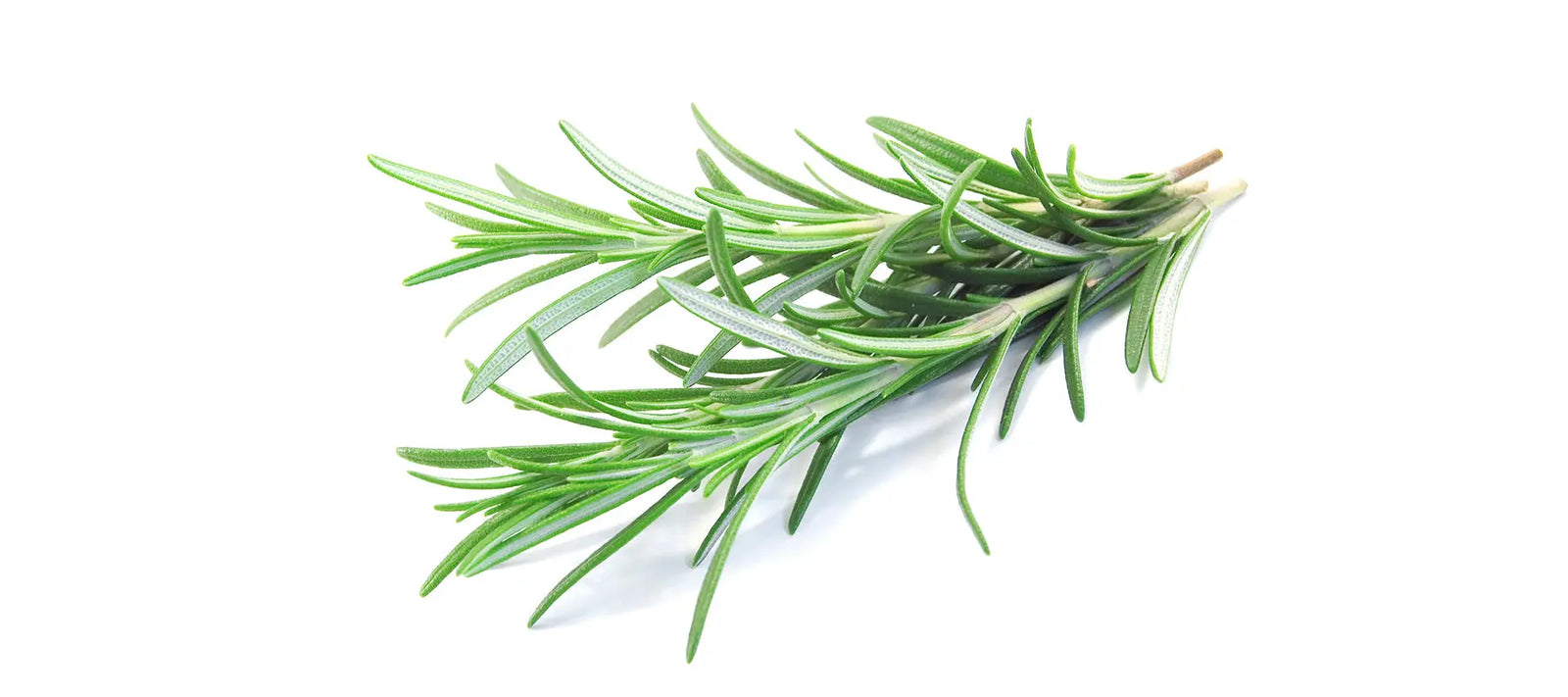 Rosemary