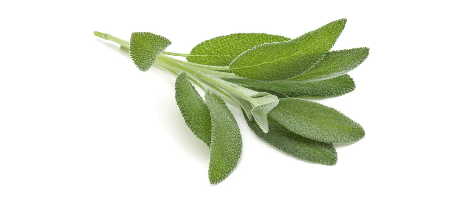 Sage