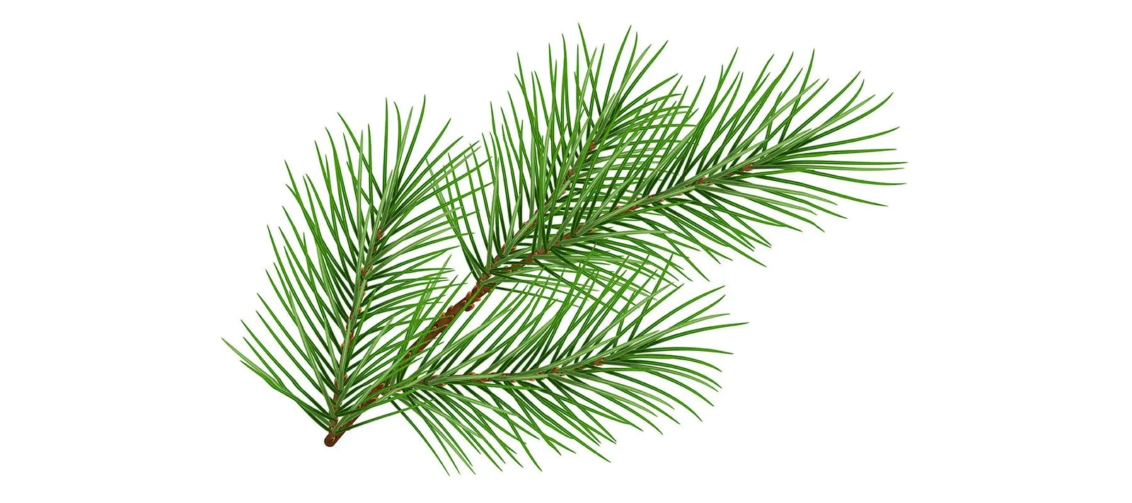 Siberian Fir