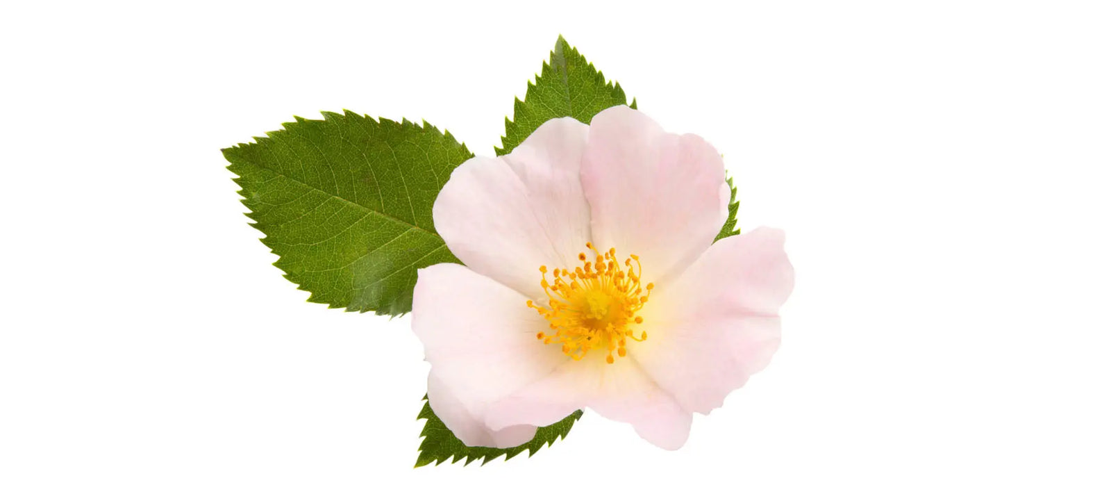 Rose Hip