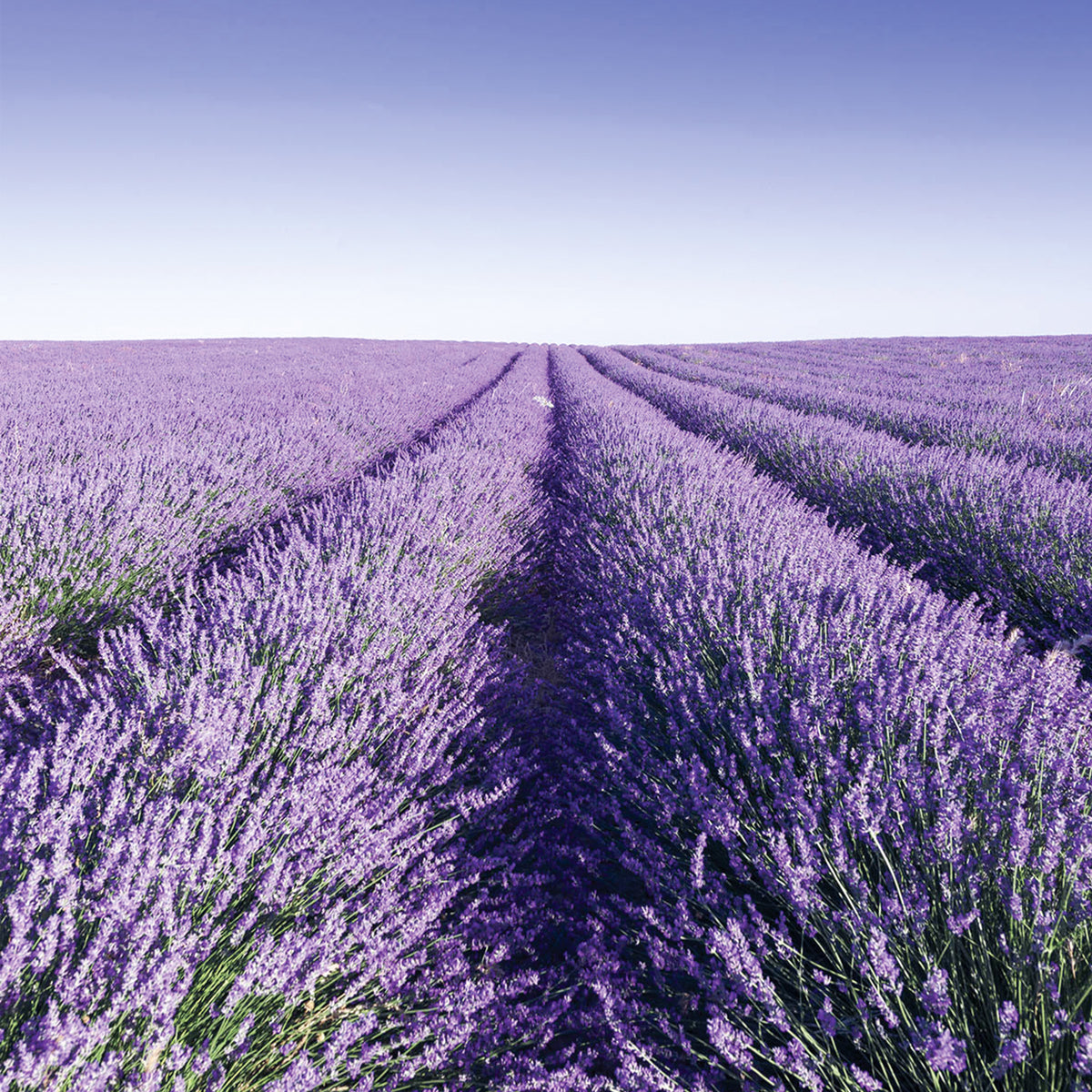 Inspired by French laundry. Reduce dry time & scent your laundry naturally with organic New Zealand wool dryer balls with pure organic Lavender Essential oil. Ditch the synthetic fabric softeners & dryer sheets for a 100% natural & sustainable alternative. Refresh, reduce & reuse.  Eco-friendly & chemical-free balls reduce dry time by up to 25%, help eliminate wrinkles, absorb static & save energy. They last for 1,000 loads. 